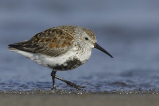 Dunlin (Calidris alpina), Ontario, Canada