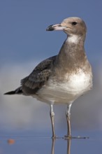 Sooty Gull (Ichthyaetus hemprichii), Oman