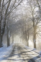 Snow-covered road, wintry avenue with fog and sun near Neukloster, Mecklenburg-Vorpommern, Germany