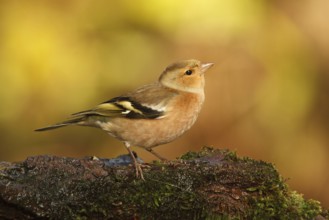 Common Chaffinch (Fringilla coelebs) male, Utrecht, Netherlands