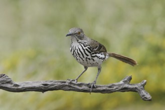 Long-billed Thrasher (Toxostoma longirostre), Texas, USA