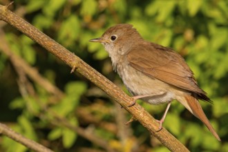 Nightingale, (Luscinia megarhynchos), animals, bird, songbird, family of passerines, classification