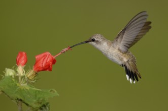 Black-chinned Hummingbird (Archilochus alexandri), Texas, USA