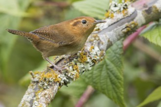 Ochraceous Wren (Troglodytes ochraceous) perched on a branch in Panama