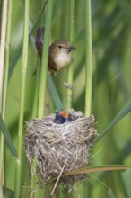 Common Cuckoo & Eurasian Reed Warbler (Cuculus canorus & Acrocephalus scirpaceus) Eurasian Reed