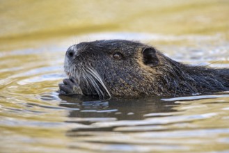 Portrait of a swimming nutria (Myocastor coypus), Osnabrück, Lower Saxony, Germany