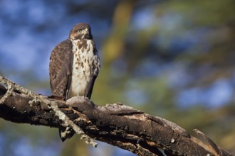Augur Buzzard (Buteo augur), Masai Mara, Kenya