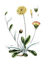 Hieracium pilosella, Mouse-ear hawkweed, digital reproduction of a historical original, between