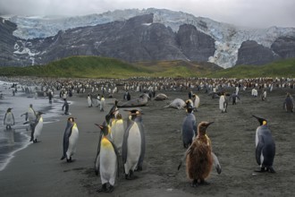 Animals, Mammals, Penguin, Penguins, King Penguins, Gold Harbour, South Georgia, Antarcis