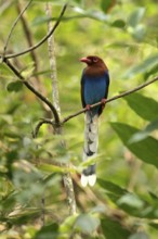 Sri Lanka Blue Magpie (Urocissa ornata) perched on a branch, Sinharaja National Park, Sri Lanka