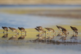 Ruff (Calidris pugnax) group foraging, Lesvos, Greece