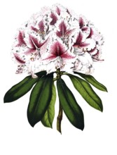 Rhododendrum Hybride Prince Camille de Rohan, plant genus within the heather family, plant and