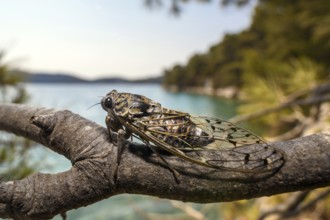 Mannazikade, (Cicada orni), cicada sitting on a branch above the big lake in Mljet National Park,