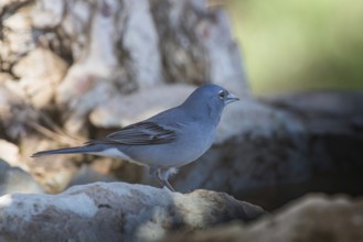 Blue Chaffinch (Fringilla teydea) male, Tenerife, Spain