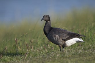 Ringelgans (Branta bernicla bernicla), Brent Goose, Altvogel, April, Insel Texel, Nordsee,