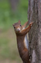 Red squirrel (Sciurus vulgaris) adult animal climbing a tree trunk carrying a nut in its mouth in