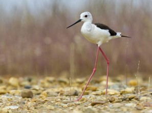 Black-winged Stilt (Himantopus himantopus), Castile, Spain