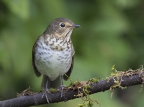 Swainson's Thrush, Catharus ustulatus, perched in Saskatoon, Saskatchewan