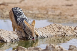Black-backed jackal (Lupulella mesomelas), adult animal, drinking at a waterhole, facing camera,