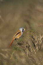 Bearded tit or reedling (Panurus biarmicus) adult male bird on a reed seedhead in a reedbed,