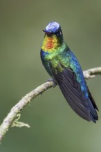 Fiery-throated Hummingbird (Panterpe insignis) perched on a branch in Panama