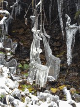 Icicles on tree roots, in snow and ice in November. The Rhön UNESCO Biosphere nature reserve,