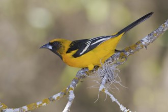 Altamira Oriole (Icterus gularis), Texas, USA