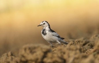 A white wagtail (Motacilla alba) stands on the ground against a blurred background, Sreepur,