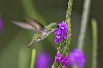 Snowcap (Microchera albocoronata), Costa Rica