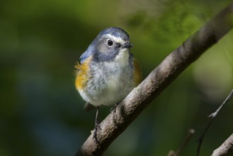 Orange-flanked Bluetail - Blauschwanz - Tarsiger cyanurus, Kazakhstan, male