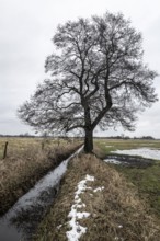 Old alders (Alnus glutinosa) in meadow landscape, Lower Saxony, Germany