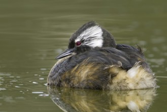 White-tufted Grebe (Rollandia rolland), Argentina