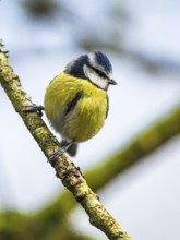 Blue Tit, Cyanistes Caeruleus, bird in forest at winter time
