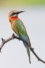 White-fronted Bee-eater (Merops bullockoides), Okavango-Delta, Botswana
