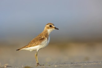 Animals, Birds, Little Ringed Plover, Mongolian Plover, (Charadrius mongolus), Barr Al Hikman,