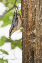 Eurasian Nuthatch (Sitta europaea) with food at nest cavity, Aosta Valley, Italy