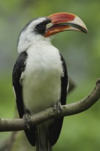 Portrait of decken's hornbill (Tockus deckeni), toko, hornbills, hornbills, hornbills, hornbill,