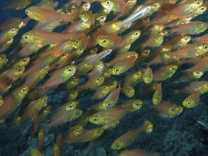 Pigmy sweeper (Parapriacanthus ransonneti)