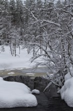 Melt water stream amongst the snow and snow covered branches, spring, Finland