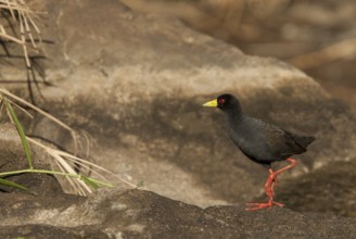 Black Crake (Amaurornis flavirostra), Mpumalanga, South Africa