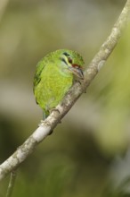 Moustached Barbet (Psilopogon incognitus), Kaeng Krachan, Thailand