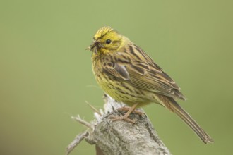 Yellowhammer (Emberiza citrinella) female, Baden-Wuerttemberg, Germany