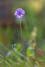 Delicate blossom of a scabiosa in the last evening light