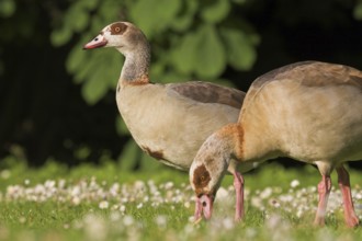 Egyptian Goose (Alopochen aegyptiaca), Baden-Wuerttemberg, Germany