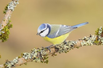 Blue tit (Parus caeruleus), sitting on a branch overgrown with moss and lichen, Wildlife, Animals,