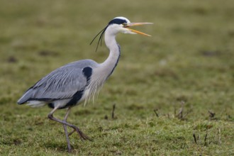 Grey Heron (Ardea cinerea) rufend, Netherlands