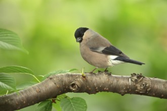 Eurasian Bullfinch (Pyrrhula pyrrhula) female perched on a branch, Ishikawa, Japan