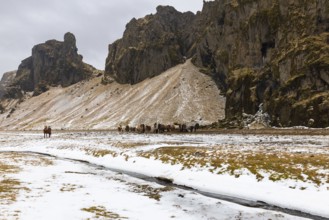 Group of Icelandic horses (Equus ferus caballus) in front of mountain, stream, snow, winter,