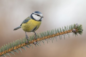 Eurasian Blue Tit (Cyanistes caeruleus), Lower Saxony, Germany