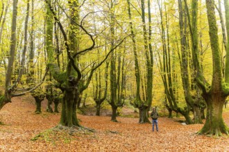 A man hikes through Gorbea Natural Park in the Basque Country, Spain, surrounded by vibrant autumn